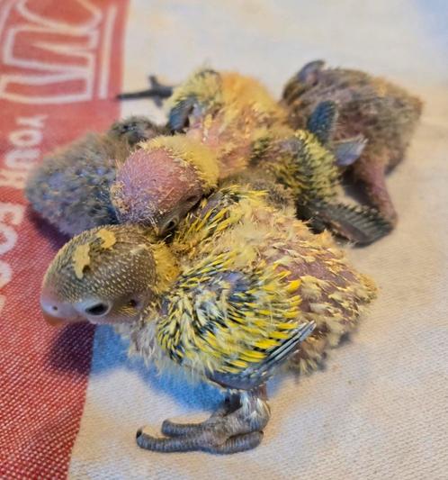Fischeri Agapornis Jongen voor handopfok, Dieren en Toebehoren, Vogels | Parkieten en Papegaaien, Dwergpapegaai of Agapornis, Meerdere dieren