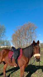 Recreatiepaard, Dieren en Toebehoren, Recreatiepaard