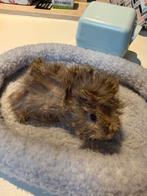 Borstelharig zeugje, Dieren en Toebehoren, Knaagdieren, Cavia, Vrouwelijk, Tam, Oktober