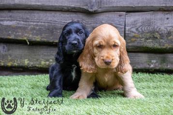 Engelse cocker spaniel pups, beide ouders hier aanwezig beschikbaar voor biedingen