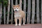 Prachtige Shiba inu pups, Dieren en Toebehoren, België, Overige rassen, CDV (hondenziekte), 8 tot 15 weken