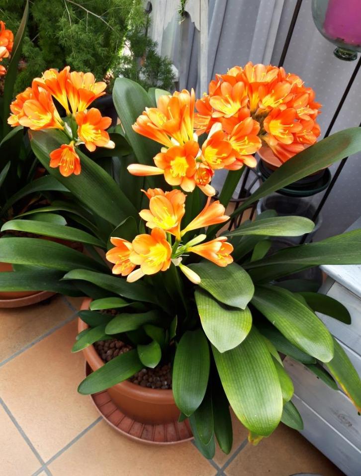 St. Jozefplant, Huis en Inrichting, Kamerplanten, Bloeiende kamerplant, Volledige schaduw, In pot, Ophalen