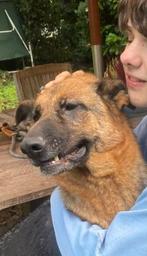 Duitse herder teef 5 jaar - Hannah, België, Fokker | Hobbymatig, CDV (hondenziekte), Teef