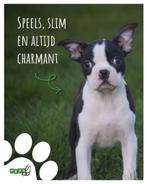 Boston terrier pups alle kleuren, 15 weken tot 1 jaar, Overige rassen, Buitenland, CDV (hondenziekte)