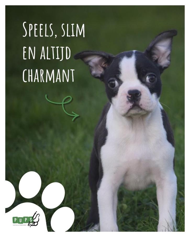Chiots Boston Terrier de toutes les couleurs, Animaux & Accessoires, Chiens | Jack Russell & Terriers, Plusieurs animaux, Autres races