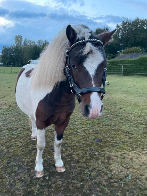 Verzoger gezocht, Dieren en Toebehoren, Pony's