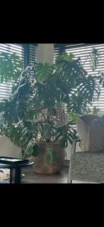 Grote monstera, Huis en Inrichting, Kamerplanten, Overige soorten, 100 tot 150 cm, Ophalen, Groene kamerplant