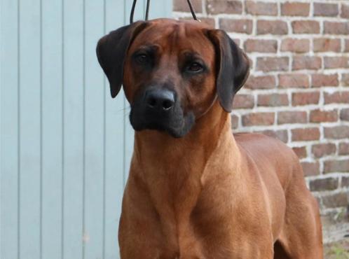 Rhodesian ridgeback dekreu met stamboom, Dieren en Toebehoren, Honden | Beagles, Bassets en Lopende honden, Reu, Overige rassen