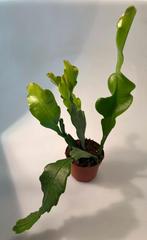 Epiphyllum Crenatum Beavertail, Huis en Inrichting, Cactus, Minder dan 100 cm, Verzenden