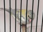 Botvink, Dieren en Toebehoren, Vogels | Overige Vogels, Mannelijk, Wildzangvogel, Geringd