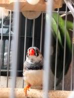 Zebravink bont, Dieren en Toebehoren, Vogels | Overige Vogels