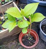 Hortensia jong plant, Ophalen