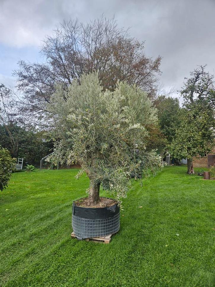 Grote olijfbomen, Tuin en Terras, Planten | Bomen, Olijfboom, Ophalen
