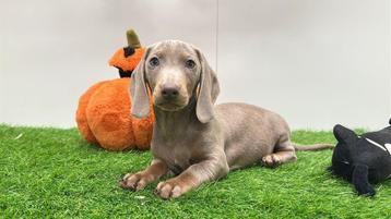 Standaard Teckel pups beschikbaar voor biedingen