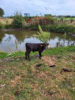 Dexter stierkalf, Dieren en Toebehoren