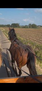 men/ Recreatie paard te koop, Dieren en Toebehoren, Ruin, Zadelmak, Recreatiepaard, Gechipt