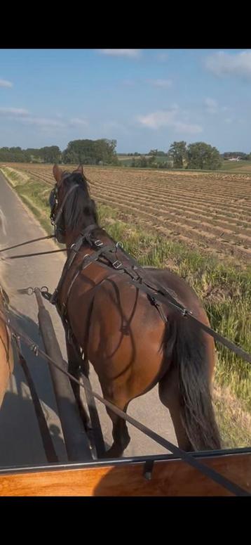 men/ Recreatie paard te koop, Vermifugé, Hongre, Débourré, Cheval de récréation