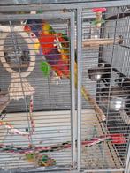 Lori te koop, Dieren en Toebehoren, Vogels | Parkieten en Papegaaien, Tam