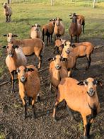 Kameroen Schapen Lammeren, Dieren en Toebehoren, Meerdere dieren, Schaap, 0 tot 2 jaar