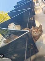 Vouwbare kattenladder van ca. 4 meter lang, Ophalen, Gebruikt