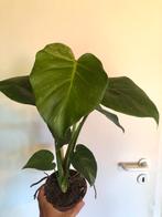 Monstera thai constellation 3, Huis en Inrichting, Kamerplanten, Overige soorten, Minder dan 100 cm, Groene kamerplant, Halfschaduw