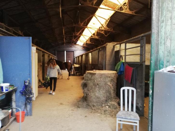 Stalling Londerzeel, Dieren en Toebehoren, Stalling en Weidegang, Stalling