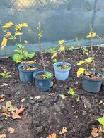 Vijgenboompjes, Tuin en Terras, Ophalen, In pot