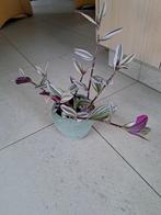 Hangplantje, Huis en Inrichting, Woonaccessoires | Kunstplanten en Kunstbloemen, Ophalen