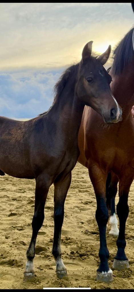 Heel mooi veulen te koop, Dieren en Toebehoren, Pony's, Hengst, Onbeleerd, Met stamboom, Gechipt, Ontwormd