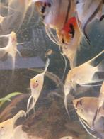 maanvissen, Dieren en Toebehoren, Vissen | Aquariumvissen, Vis, Zoetwatervis