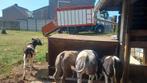 Gezocht alle rundvee voor de vetbak, Dieren en Toebehoren, Runderen