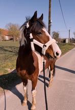 Weidemaatje/wandelpony aangeboden, Dieren en Toebehoren, Gechipt, Ruin, Niet van toepassing, 11 jaar of ouder