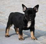 Franse Bulldog pup Black & tan, Dieren en Toebehoren, Honden | Bulldogs, Pinschers en Molossers, België, Reu, CDV (hondenziekte)