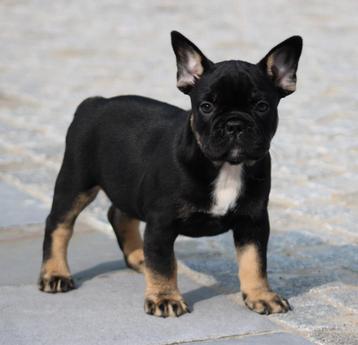 Franse Bulldog pup Black & tan beschikbaar voor biedingen