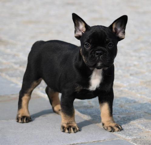 Franse Bulldog pup Black & tan, Dieren en Toebehoren, Honden | Bulldogs, Pinschers en Molossers, Reu, Bulldog, Fokker | Professioneel