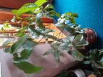 Schefflera actinophylla, Ophalen