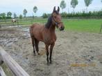 ruiter of amazone gezocht voor rijden van jonge paarden, Dieren en Toebehoren, Paarden, Meerdere dieren, Z, Springpaard, Met stamboom