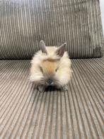 Dwergkonijn 2 Ella en Bella, Dieren en Toebehoren, Konijnen, Geslacht onbekend, Dwerg, 0 tot 2 jaar