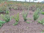 Ligustrum ovalifolium, troène, Jardin & Terrasse, Plantes | Arbustes & Haies, Enlèvement ou Envoi, Troène