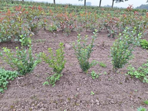 Ligustrum ovalifolium, troène, Jardin & Terrasse, Plantes | Arbustes & Haies, Troène, Enlèvement ou Envoi