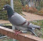 Femelle 2023 avec bon pedigree pigeons voyageurs