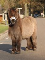 Te koop Super gave wildkleur blue dun shetlander ruin, Dieren en Toebehoren, Ruin, Gechipt