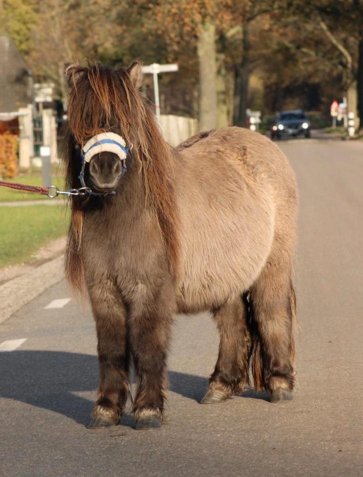 Te koop Super gave wildkleur blue dun shetlander ruin, Dieren en Toebehoren, Pony's, Ruin, Gechipt