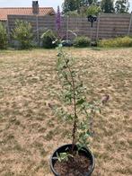 Vlinderstruik paarse bloem, Ophalen, Vlinderstruik, Struik, 100 tot 250 cm
