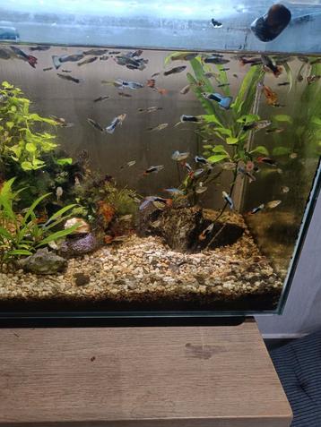 Baby guppy's te koop. beschikbaar voor biedingen