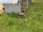 Hanen, Dieren en Toebehoren, Pluimvee