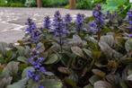Ajuga reptans Atropurpurea' of Zenegroen, Tuin en Terras, Planten | Tuinplanten, Ophalen, Bodembedekkers, Halfschaduw