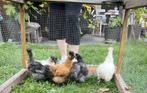 Jonge zijdehoenen, Dieren en Toebehoren, Pluimvee, Vrouwelijk, Kip