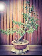 Zeer gezonde oude Taxus Bonsai met tanuki en stenen pot, Enlèvement