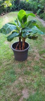 Grote mooie bloempot (overpot) met wieltjes, Ophalen